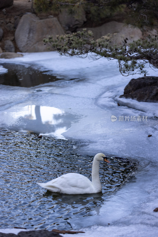 一只在冰雪地里游泳的白天鹅