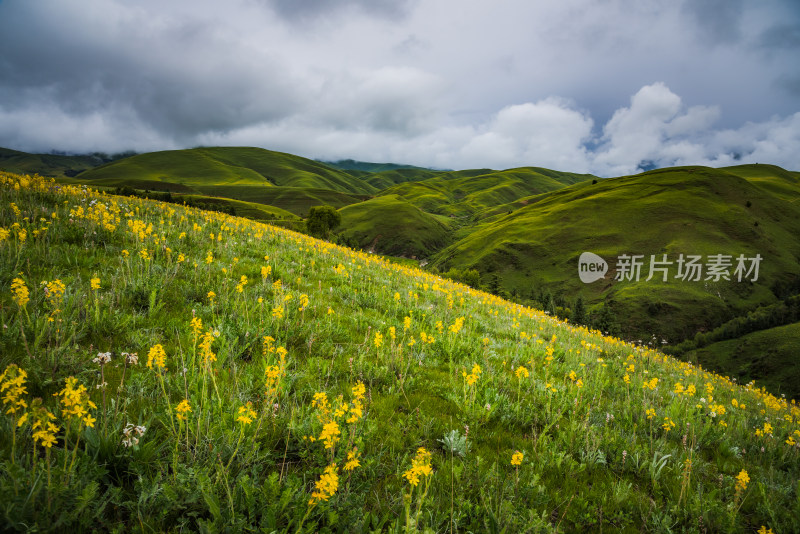 川西高原山脉盛开花海草原风光