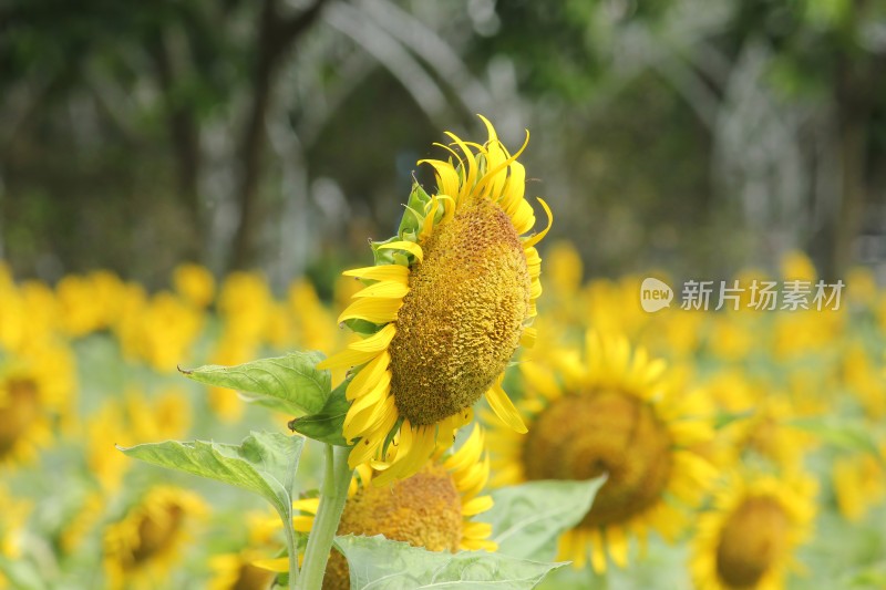 大片向日葵花田绿叶黄花生机勃勃