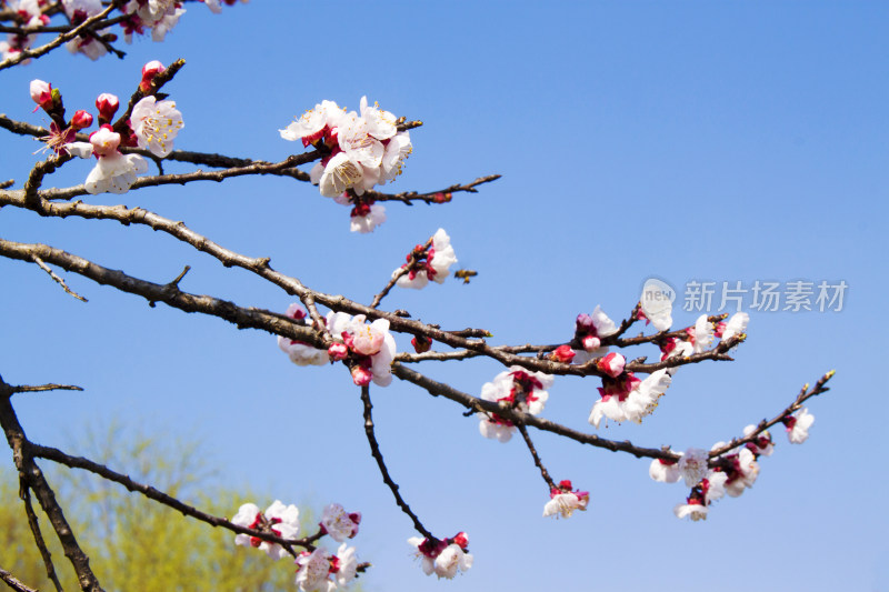 花朵植物春天天空风景背景自然户外