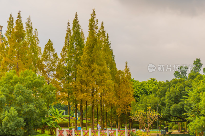 秋景 金秋 落叶 水杉