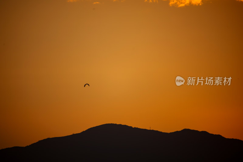 夕阳下水面上的鸟群晚霞