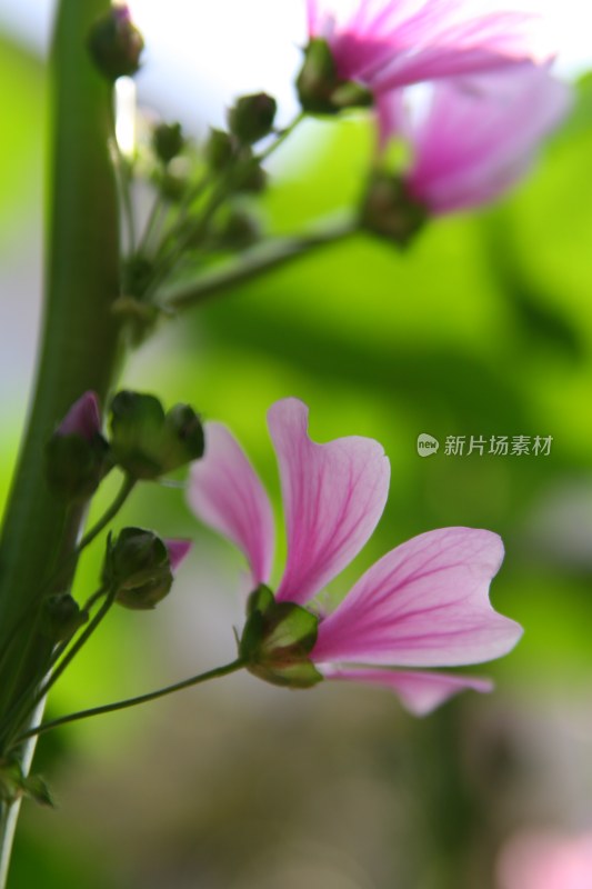 盛开的花朵