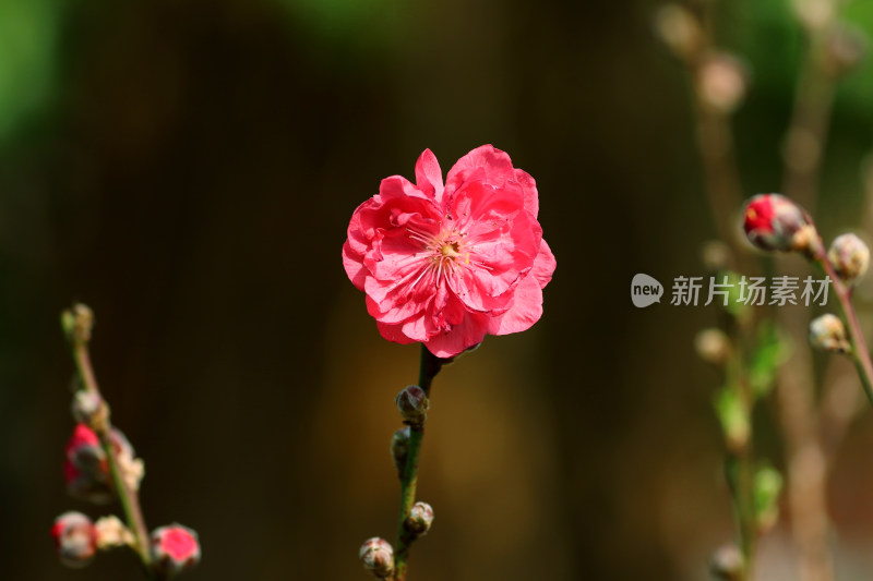 广州白云山盛开的桃花