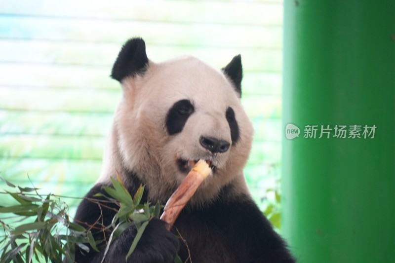 大熊猫坐卧进食竹子