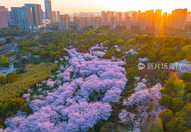 无锡金匮公园樱花日落航拍