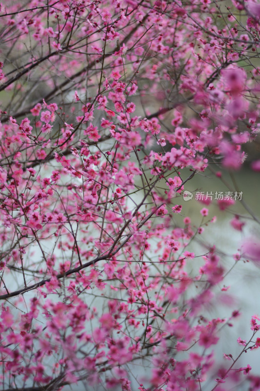 春天红色的梅花