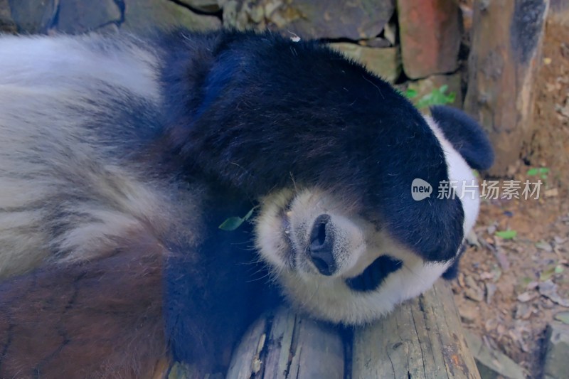 紫清湖动物园的大熊猫