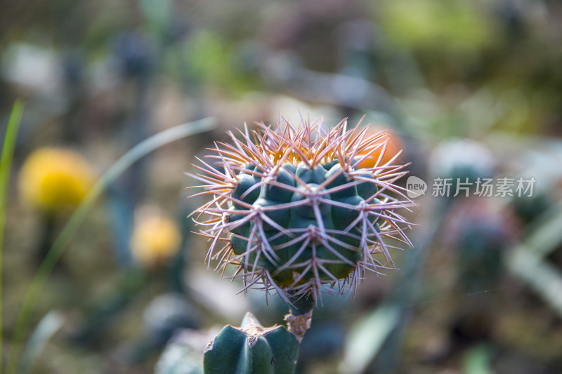 花花草草仙人植物