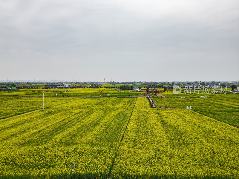 航拍四川德阳广汉高坪镇西高万亩油菜花基地