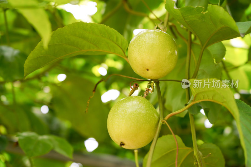 黄金百香果种植园户外生态种植特写