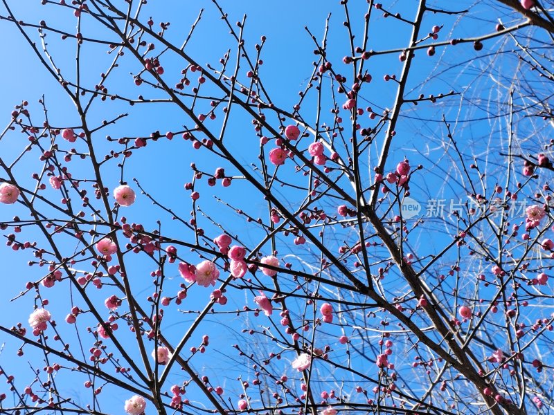 蓝天下绽放的梅花枝