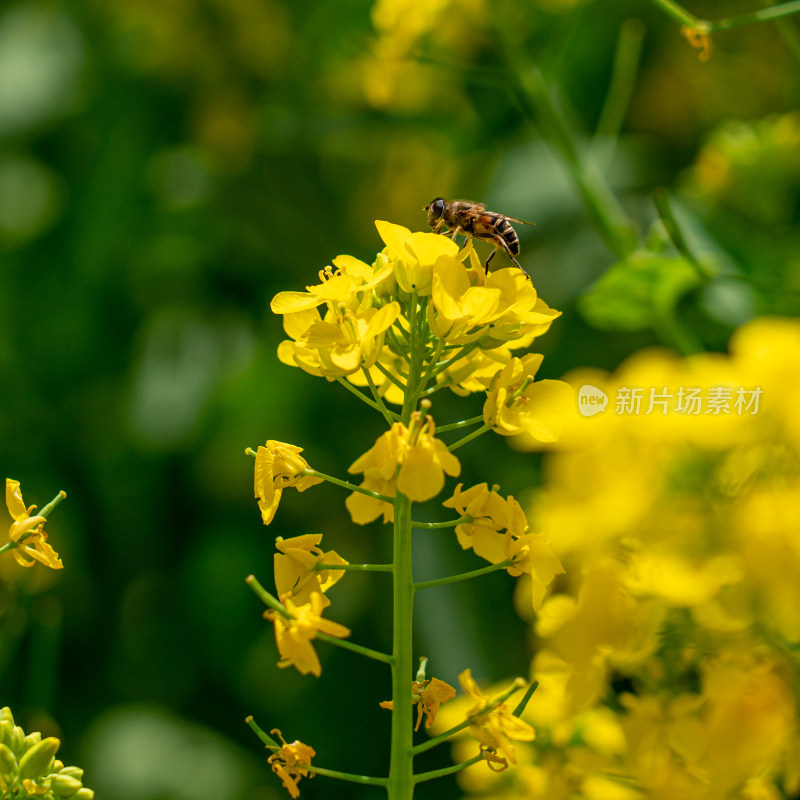 春天的油菜花和采蜜的蜜蜂