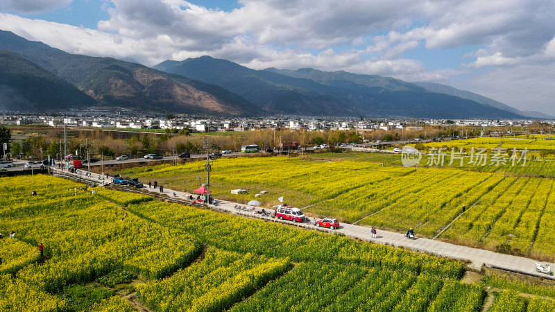 油菜花田与雪山