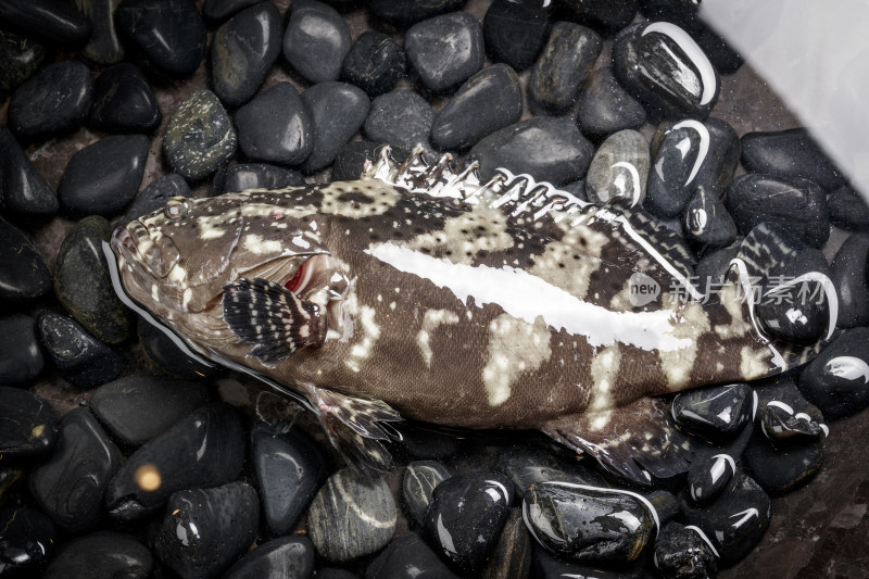 黑色鹅卵石上的鲜活石斑鱼
