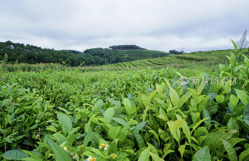 茶叶绿茶茶田茶山采茶茶农茶树