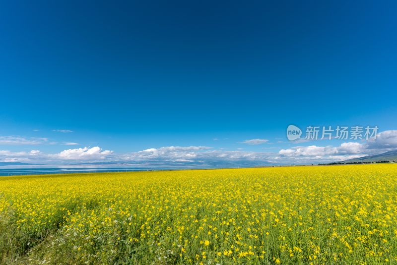 青海湖油菜花