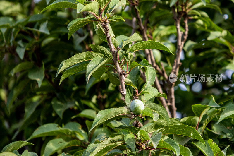 杏树叶子果树