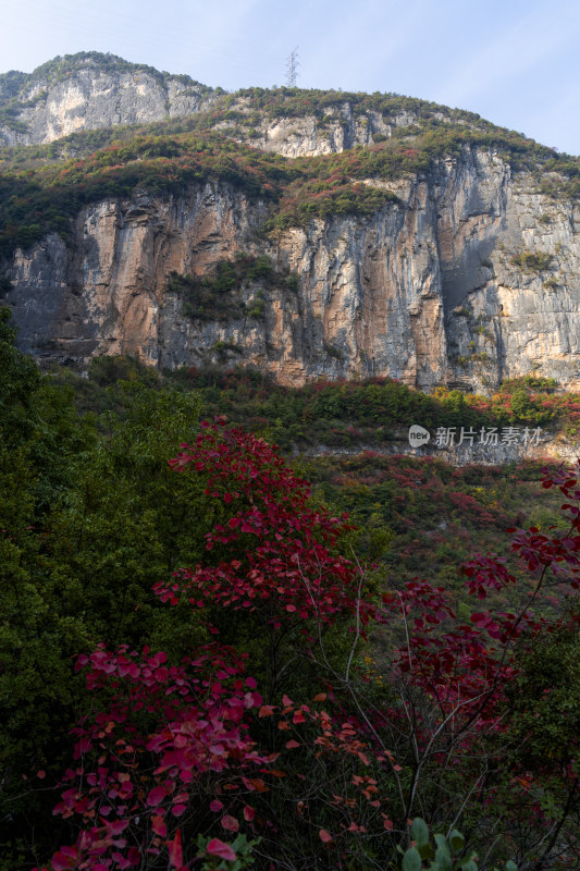 重庆巫山神女景区悬崖峭壁上的红叶