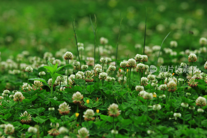 茂密绿叶的特写画面