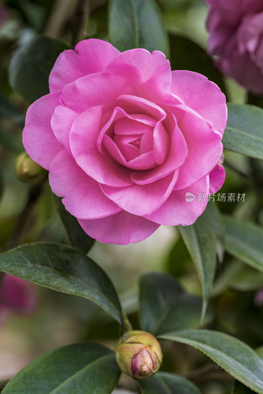 春天山茶花微距露水粉色花瓣花蕊