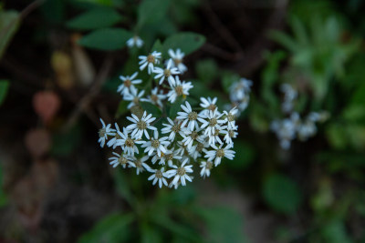 野白菊山白菊