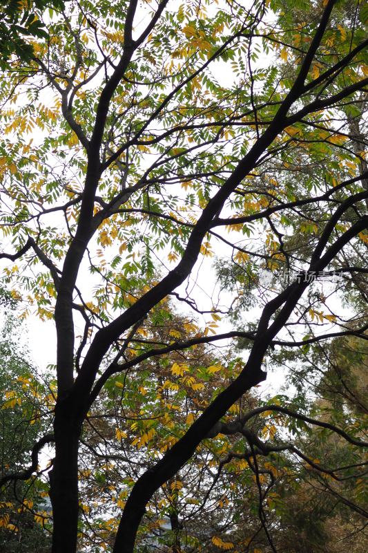 枝叶繁茂的树木景象