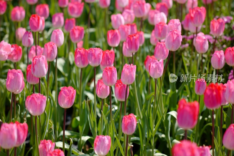 厦门园博苑第15届郁金香花展以及大地花卉展