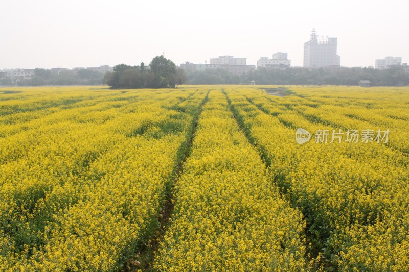 广东东莞：莲湖风景区油菜花田