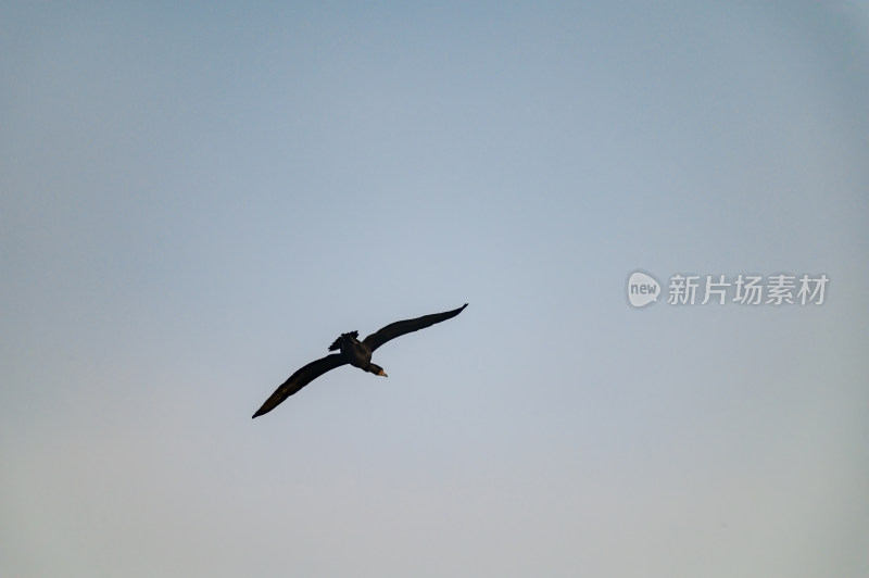 洛阳洛河边湿地里空中飞翔的鱼鹰（鸬鹚）