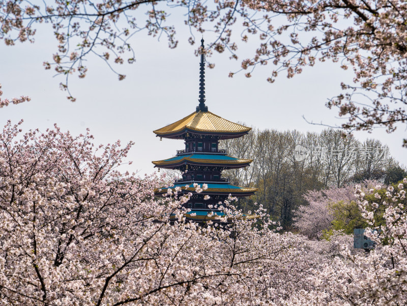 武汉东湖樱花园五重塔景色