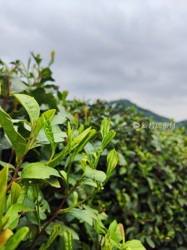 杭州龙井村茶园鲜嫩茶叶近景