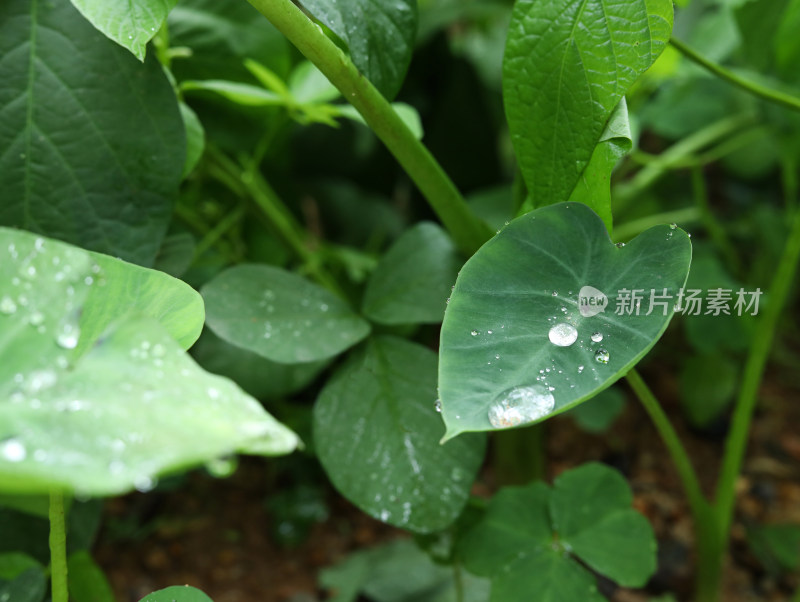 春天绿色的植物叶子树叶和水滴雨滴