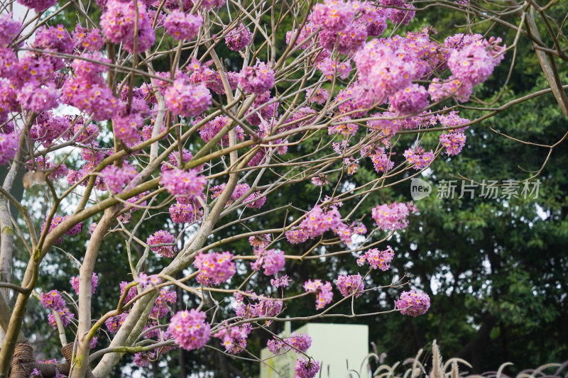 紫风铃花