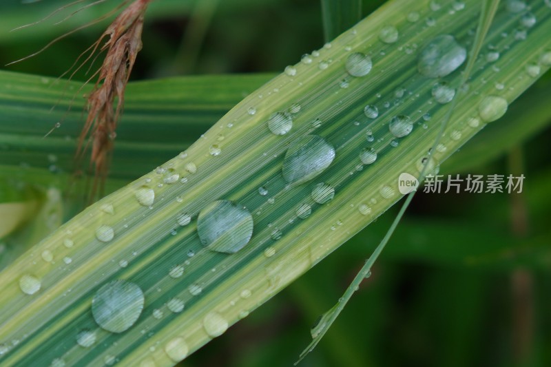 清晨的露珠