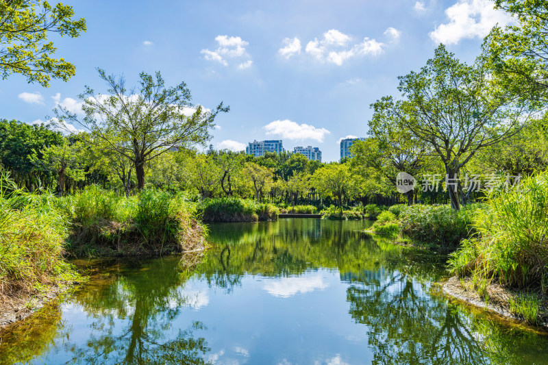 三亚市东岸湿地公园景观绿道的林荫小道