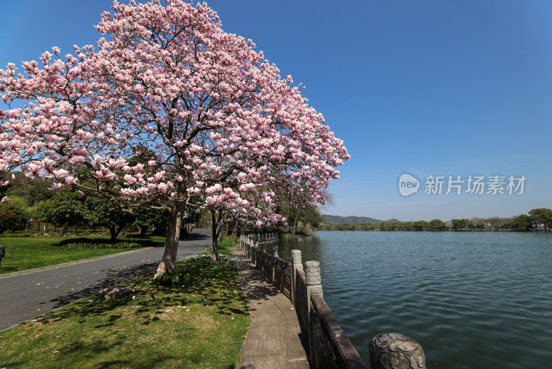 杭州西湖第一名园西湖国宾馆 湖边的玉兰花