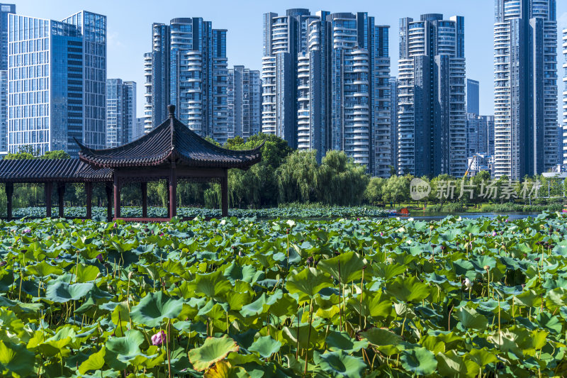 武汉武昌区沙湖公园风光