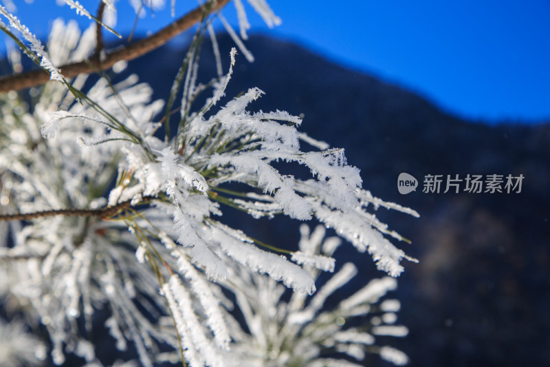 中国西藏地区冬季雾凇及雪绒花