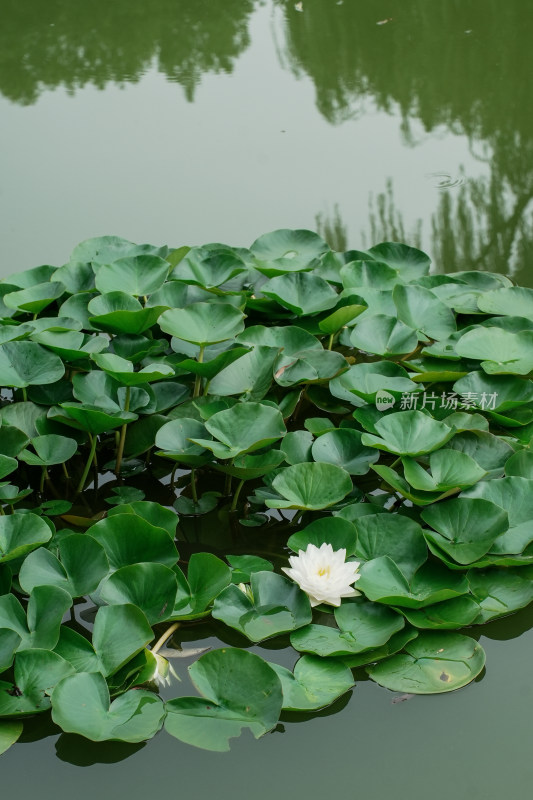 北京国家植物园睡莲