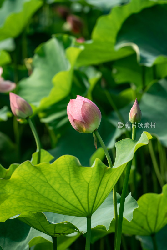 夏天池塘的荷花