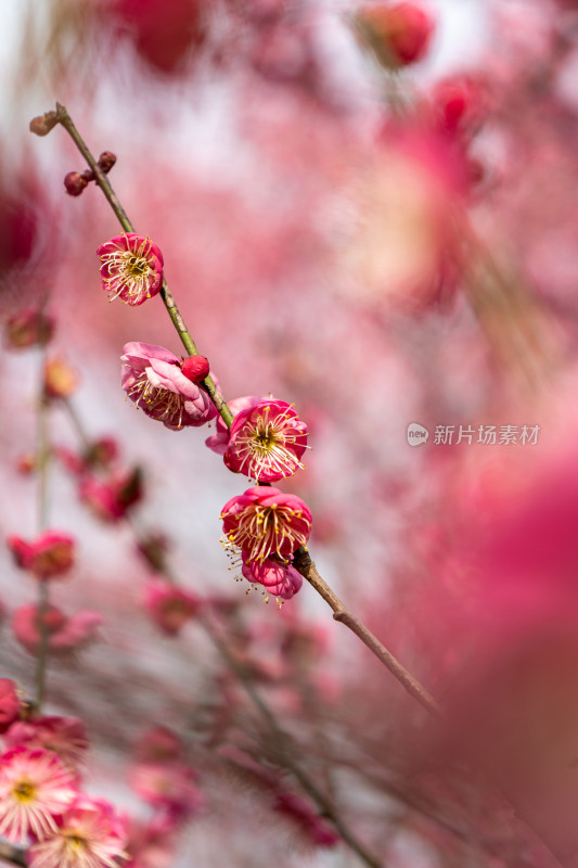 娇艳红梅盛开的花枝特写