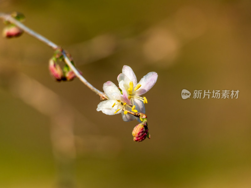 开放的郁香忍冬