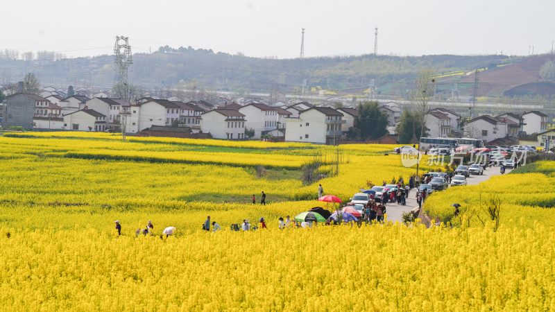 航拍汉中市洋县油菜花田乡村振兴