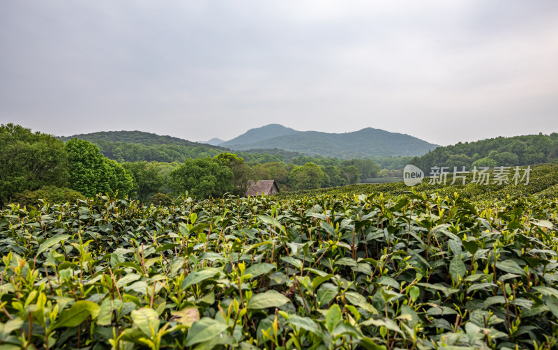 雨中的西湖龙井茶园自然风光