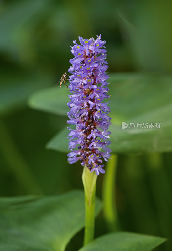 梭鱼花开