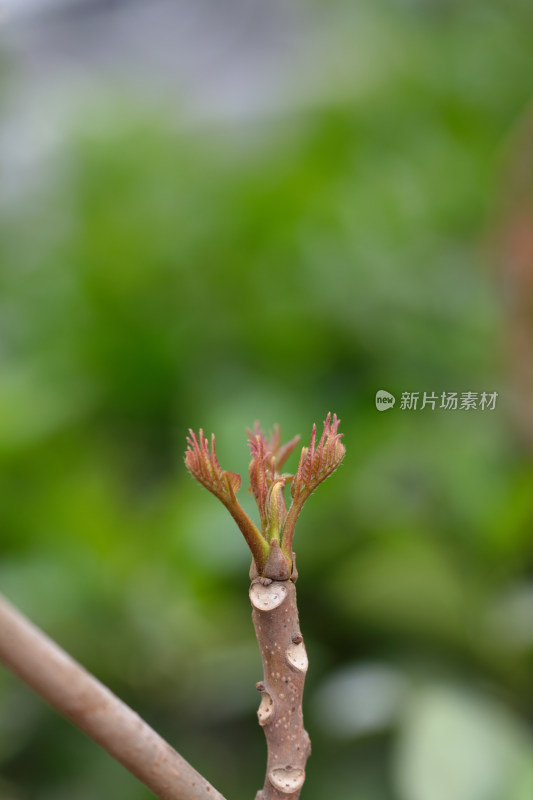 鲜嫩的香椿芽