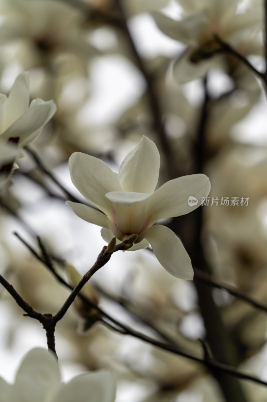 盛开的玉兰花特写