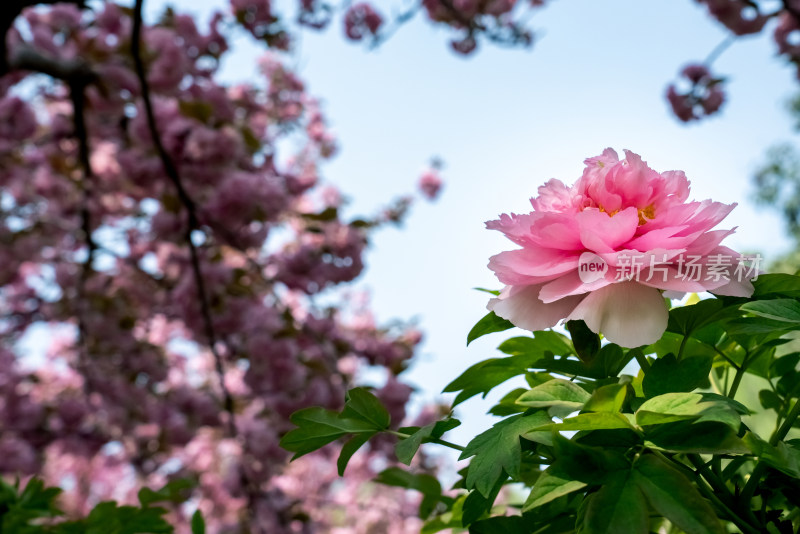 春天洛阳公园内大片盛开的牡丹花