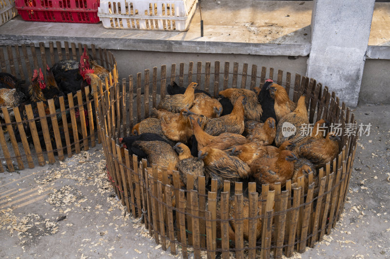 西南地区农贸市场用篱笆围起的土鸡